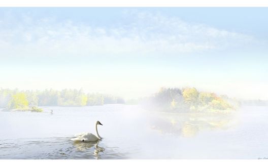 Обои на рабочий стол Лебедь на воде, работа туманное утро, фотограф Igor Zenin