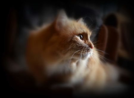 Обои на рабочий стол Рыжий котенок, ву Veronika Andre