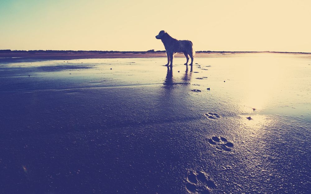 Обои для рабочего стола Собака на берегу моря, оставляет следы на мокром песке