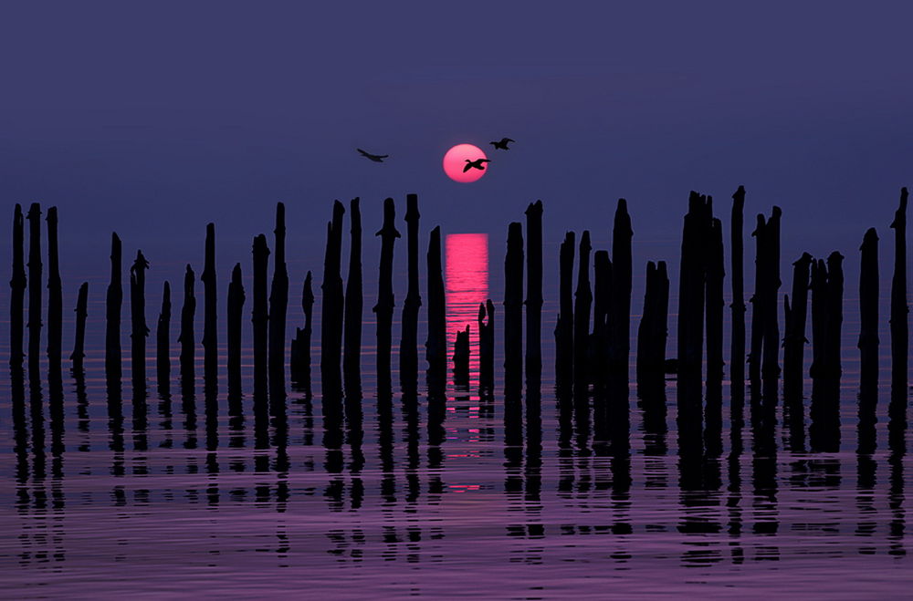 Обои для рабочего стола Стволы сгнивших деревьев, стоящие у берега озера на фоне заката солнца на вечернем небосклоне и парящих в воздухе птиц, автор Marzena Wieczorek