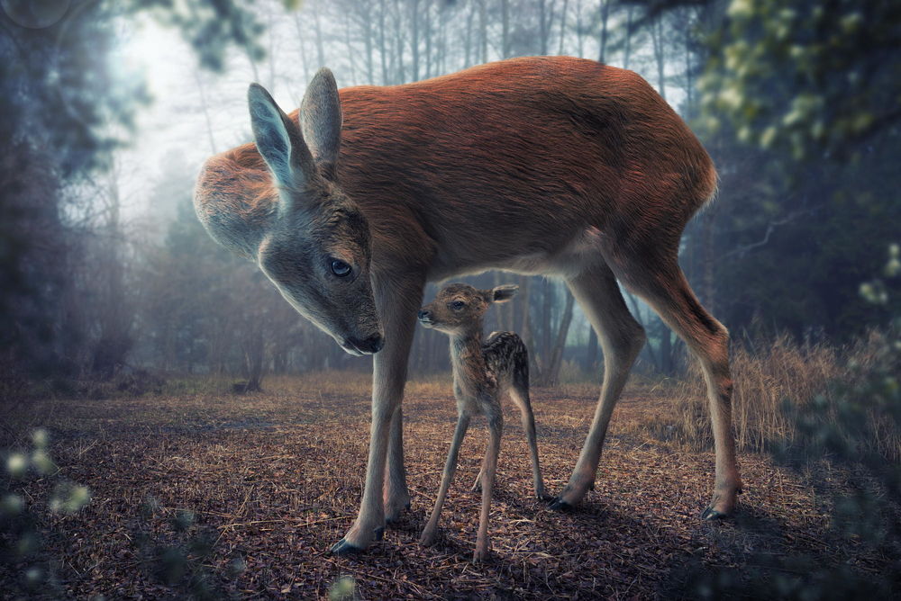 Обои для рабочего стола Мама - косуля и маленький детеныш, ву John Wilhelm