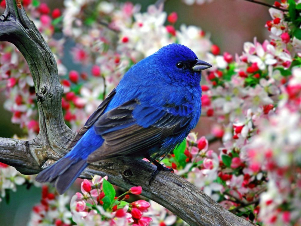 Обои для рабочего стола Голубая птица сидит на цветущем дереве