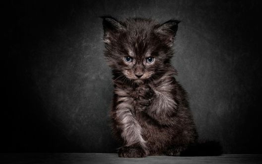 Обои на рабочий стол Черный котенок вылизывает лапку