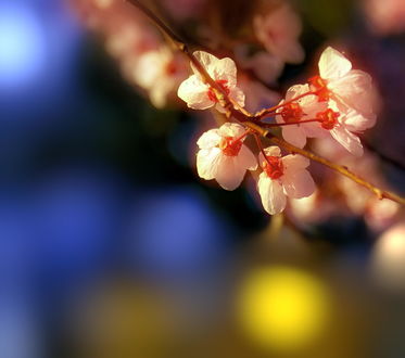 Обои на рабочий стол Весенняя ветка вишни, ву Josep Sumalla