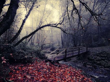 Обои на рабочий стол Мост через ручей в осеннем лесу