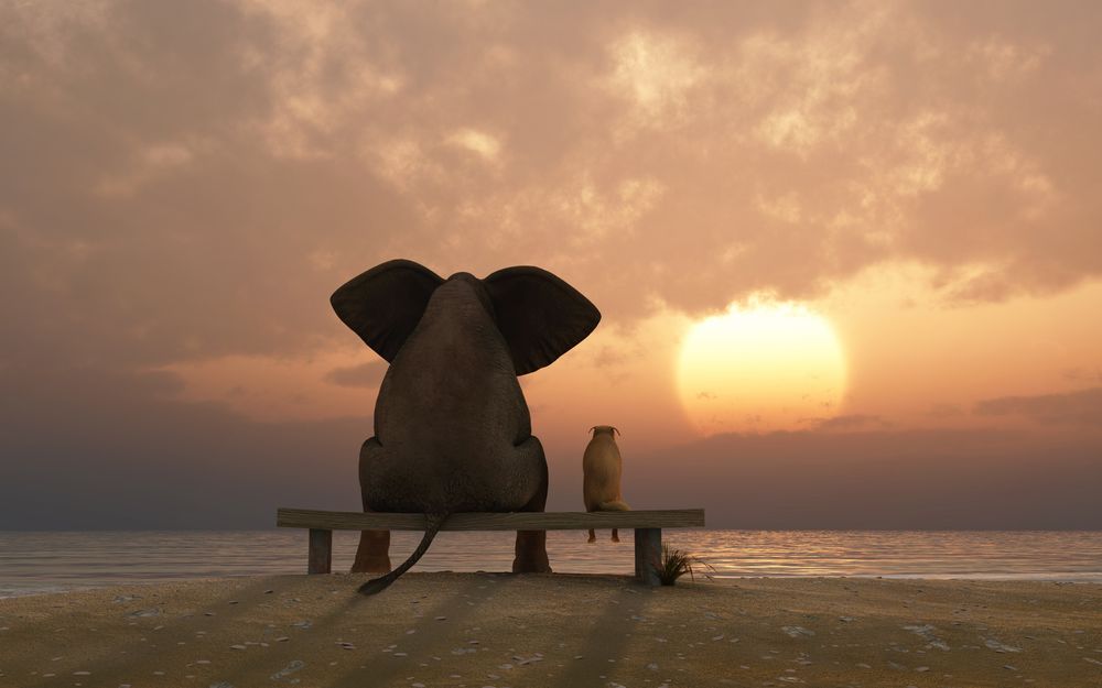 Обои для рабочего стола Слон с собакой сидят на скамье и смотрят на море на фоне заката