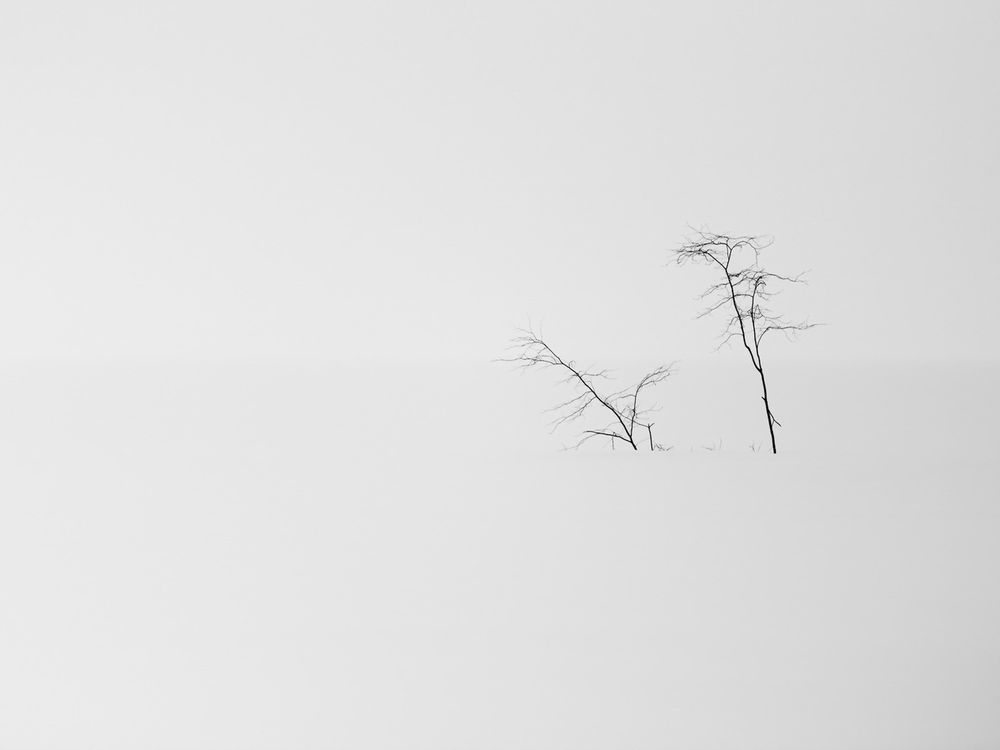 Обои для рабочего стола Два одиноких голых дерева на фоне бескрайних снегов