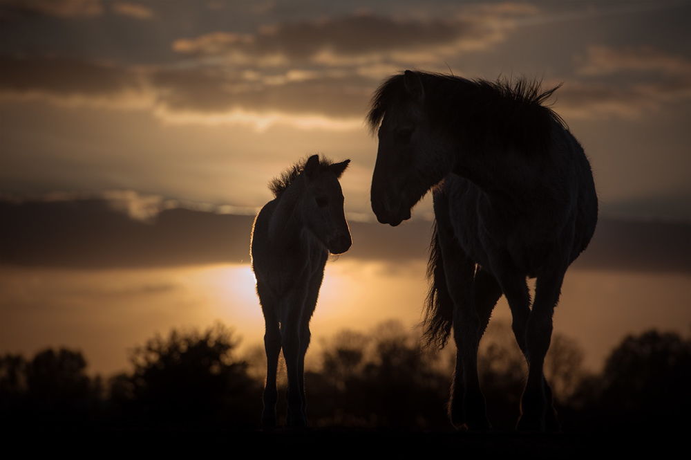 Обои для рабочего стола Мама - лошадь и жеребенок на фоне заката, фотограф Henri Ton