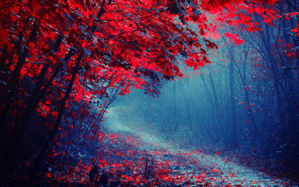 Обои для рабочего стола Тропинка в туманном лесу проходит возле деревьев с алыми листьями