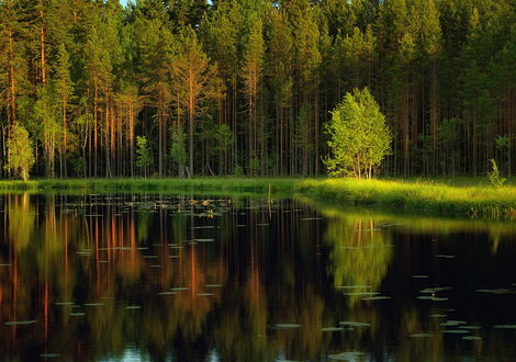 Обои на рабочий стол Красивый сосновый лес, растущий на берегу тихой реки