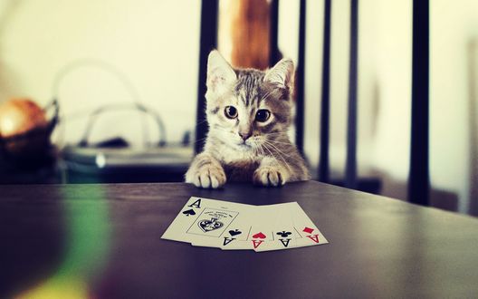 Обои на рабочий стол Котенок сидит у стола, на котором лежат игральные карты