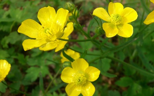 Обои на рабочий стол Желтые цветы на размытом фоне