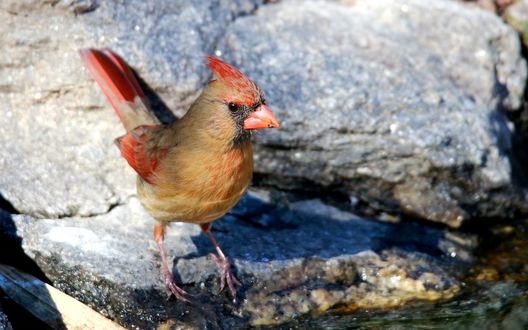 Обои на рабочий стол Северный кардинал / Northern Cardinal сидит на камнях