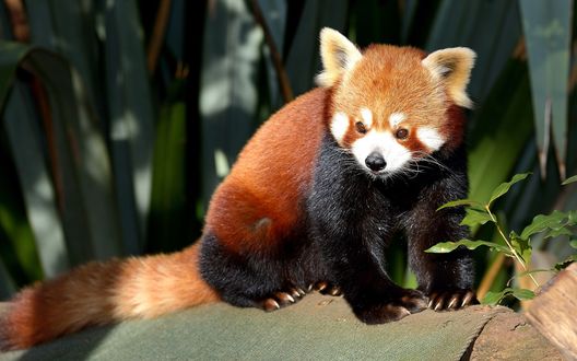 Обои на рабочий стол Красная панда / Ailurus fulgens любопытно поблескивает глазками, сидя на камне в лесу