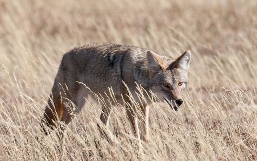 Обои на рабочий стол Койот / Coyote прячется в траве