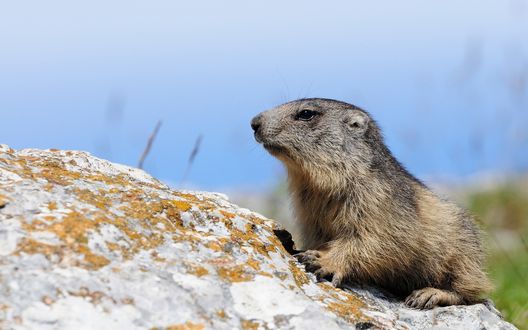 Обои на рабочий стол Сурок альпийский / Marmota marmota сидит, крепко вцепившись когтями в землю