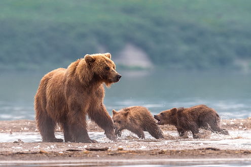 Обои на рабочий стол Медведица с медвежатами, играющими у реки, автор Сергей Иванов