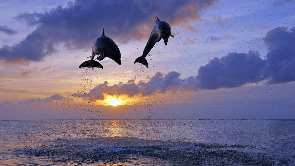 Обои для рабочего стола Два дельфина выпрыгивают из воды на фоне солнца