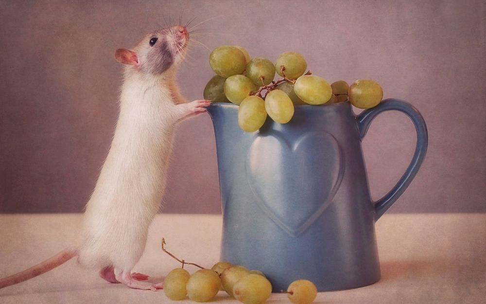 Обои для рабочего стола Белая мышь стоит около кружки с виноградом