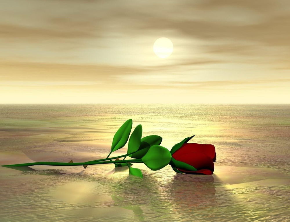 Обои для рабочего стола Красная роза, лежащая на водной поверхности на фоне неба, покрытого легкой туманной дымкой