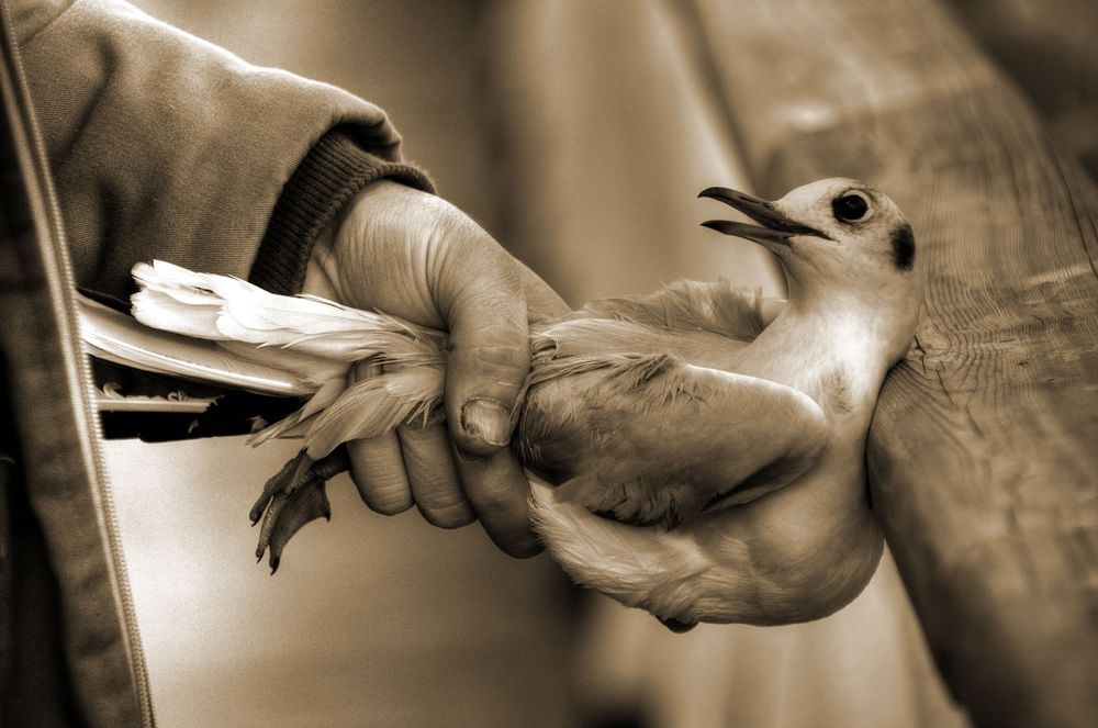 Познание птицы. Птица на руке. Птица на ладони. Держит в руках птицу. Человек с птицей на руке.