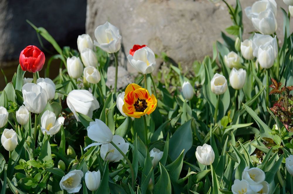 Обои для рабочего стола Белые тюльпаны, среди них красный и желтый тюльпан, by KILUncle