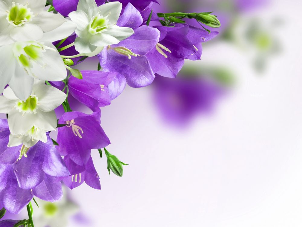 Фиолетовые и белые цветы эустомы