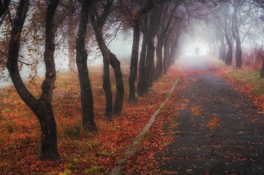 Обои для рабочего стола Одинокий мужчина, идущий по аллее парка, усыпанной осенней листвой на фоне туманной мглы