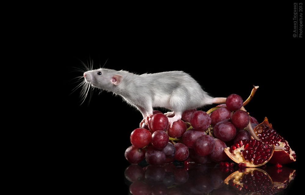 Можно крысам клубнику. Крыса на заставку. Скринсейвер крыса. Красивые крысы. Крыса на столе.