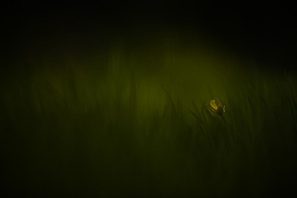 Обои для рабочего стола Одинокий, желтый цветок растущий в траве на темно-зеленом размытом фоне