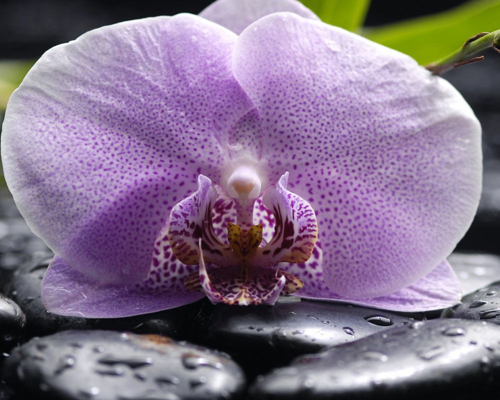 Обои для рабочего стола Цветок орхидеи лежит на камнях, покрытых каплями воды