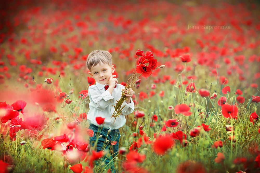 Обои для рабочего стола Милый, светловолосый мальчик в белой рубашке с красной бабочкой, находящийся в поле с алыми маками, автор Ирина Сапронова