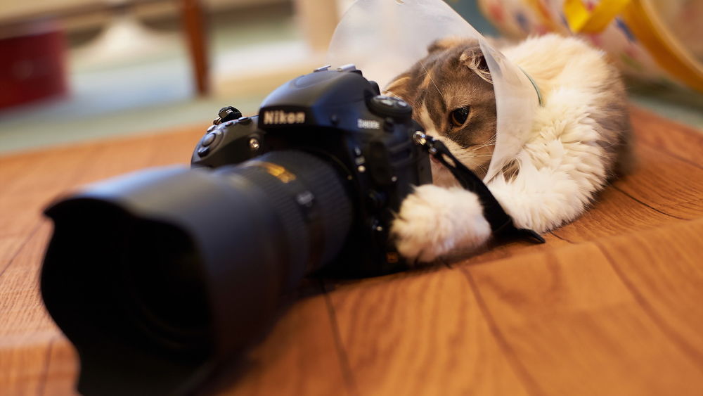 Обои для рабочего стола Кот смотрит в фотоаппарат