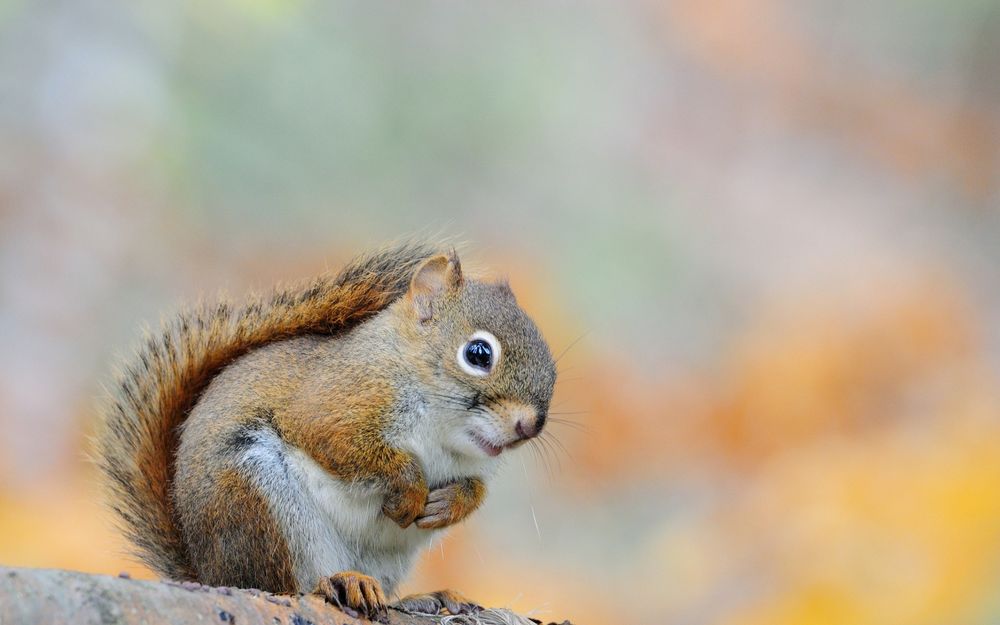 Обои для рабочего стола Белка / Sciurus сидит, прижав к себе лапки