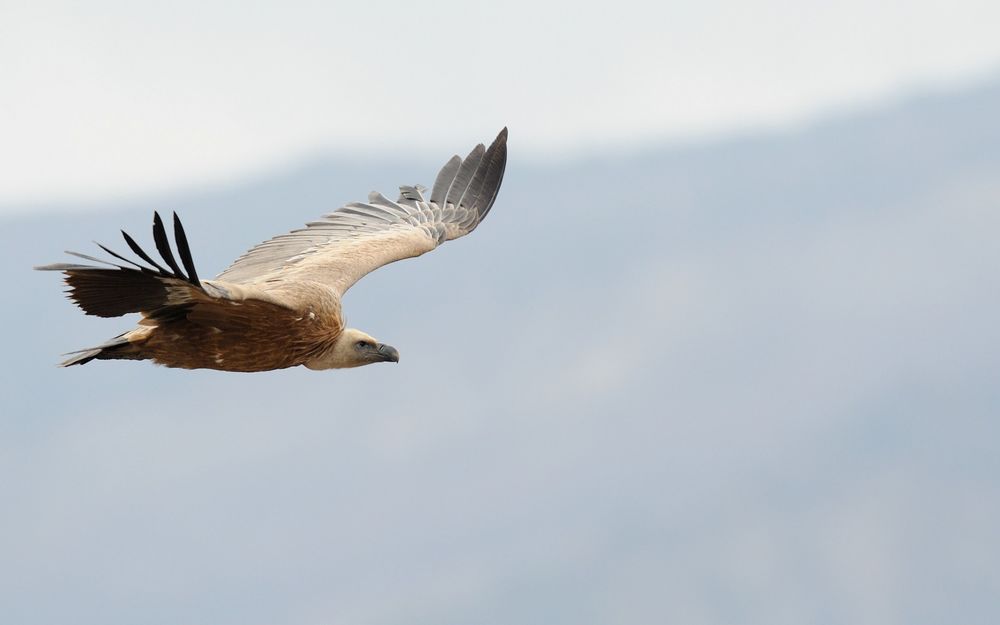 Обои для рабочего стола Белоголовый сип / Gyps fulvus в полете
