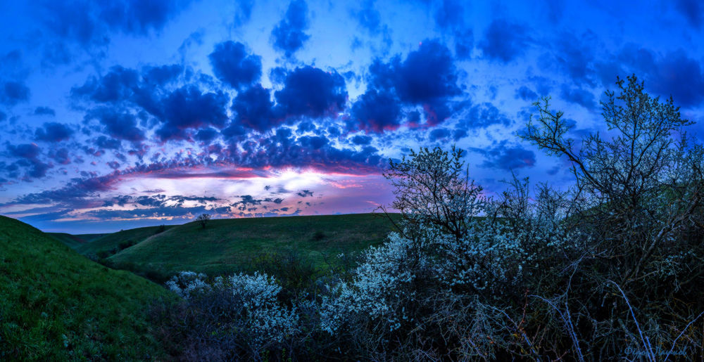 Обои для рабочего стола Цветущие весной кусты терновника на фоне заката на вечернем небосклоне с красивыми, разноцветными облаками, автор Федор Лашков