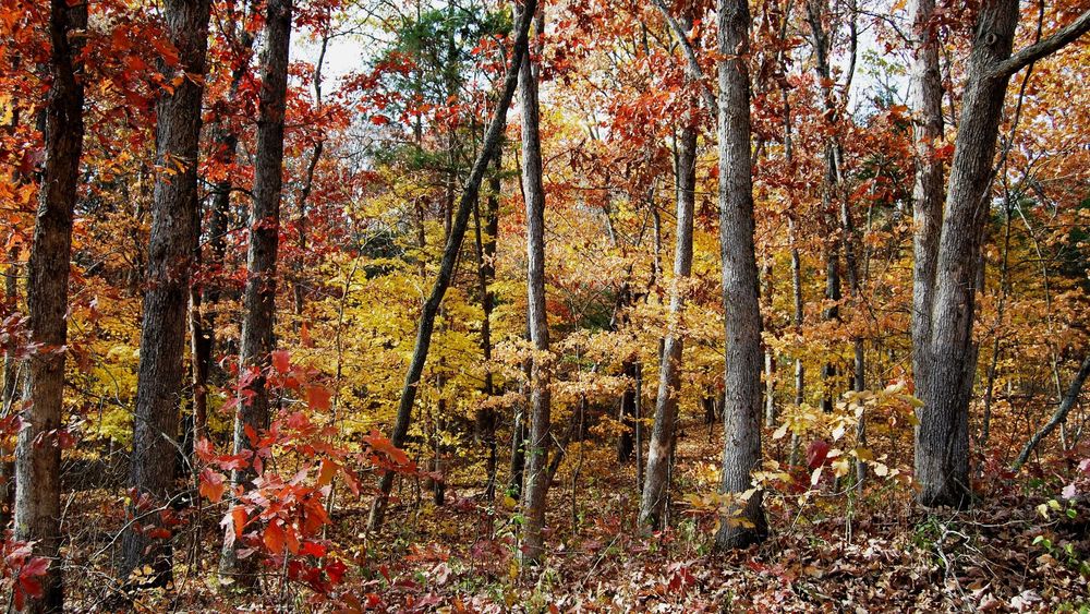 Обои для рабочего стола Осенний лес полон красок, зеленый, желтый, красный в самых разнообразных оттенках