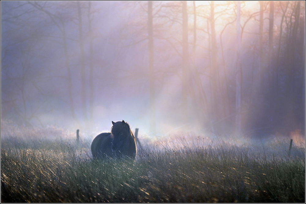 Обои для рабочего стола Утренние солнечные лучи осветили поляну с высокой травой на опушке леса и пасущейся на ней лошадью