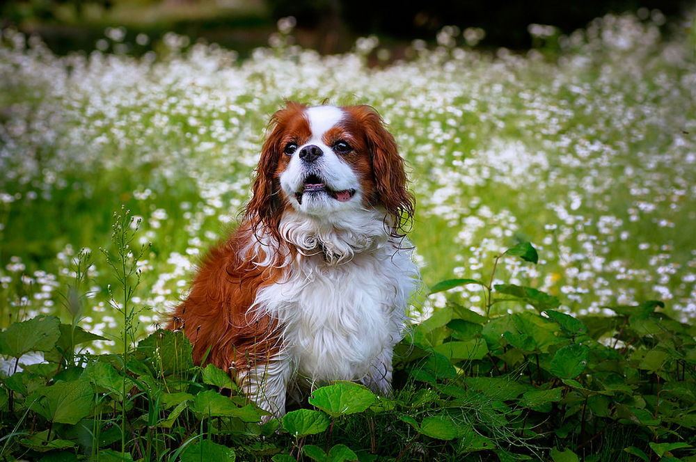 Обои для рабочего стола Собака, сидящая на зеленых листьях на фоне размытого, цветочного поля