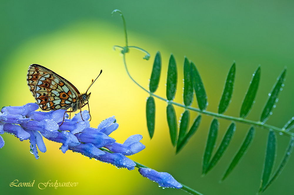 Обои для рабочего стола Бабочка, сидящая на лепестках синего цветка в капельках утренней росы, автор Leonid Fedyantsev