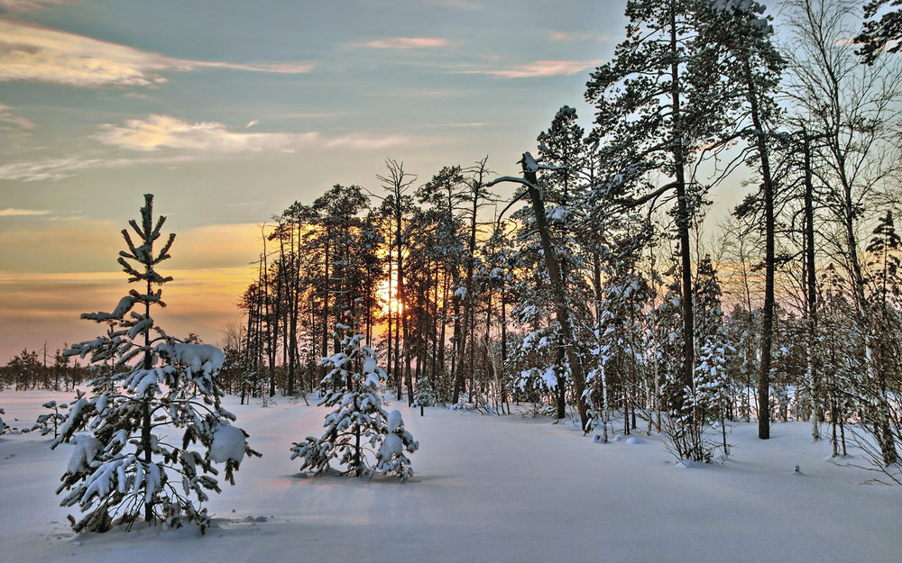 Обои для рабочего стола Заснеженная опушка с растущими деревьями, покрытыми инеем и снегом на фоне утреннего восходящего солнца
