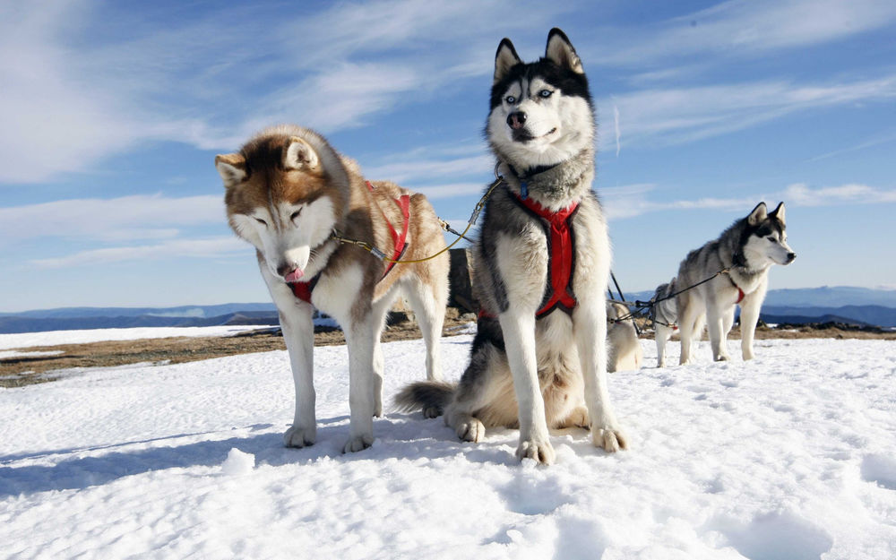 Обои для рабочего стола Три собаки в упряжке, на снегу, на фоне голубого неба
