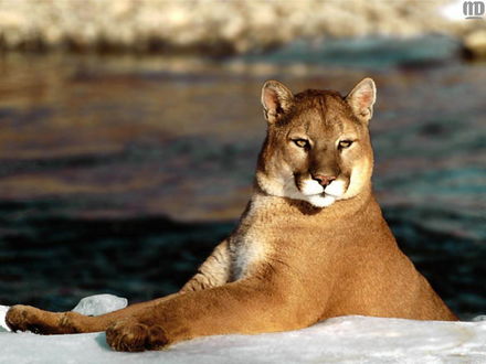 Обои на рабочий стол Пума / Puma concolor внимательно осматривает все вокруг