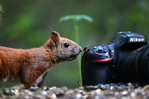 Обои на рабочий стол Любопытная белка осторожно принюхивается к фотоаппарату Nikon, лежащему на земле