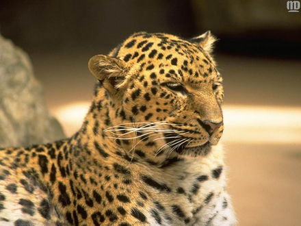Обои на рабочий стол Гепард / Acinonyx jubatus засыпает (nd)