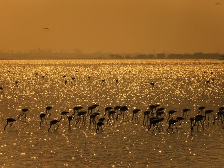 Обои на рабочий стол Птицы фламинго пьют воду, стоя в озере