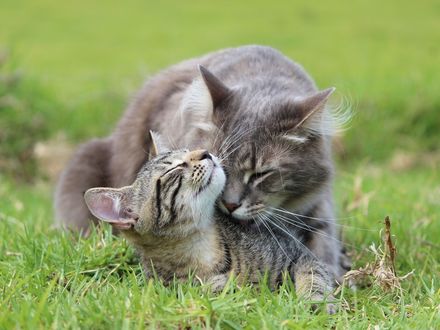 Обои на рабочий стол Кот вылизывает другую кошку, лежащую на траве с довольным выражением на мордочке