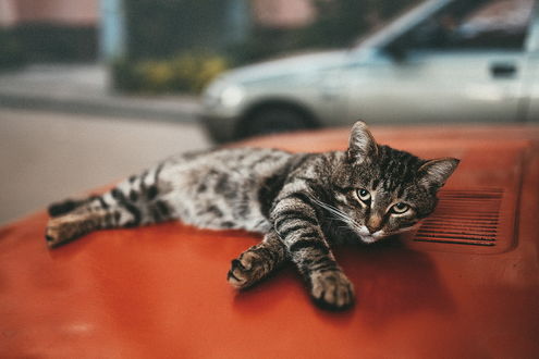 Обои на рабочий стол Серый кот, лежащий на капоте легкового автомобиля