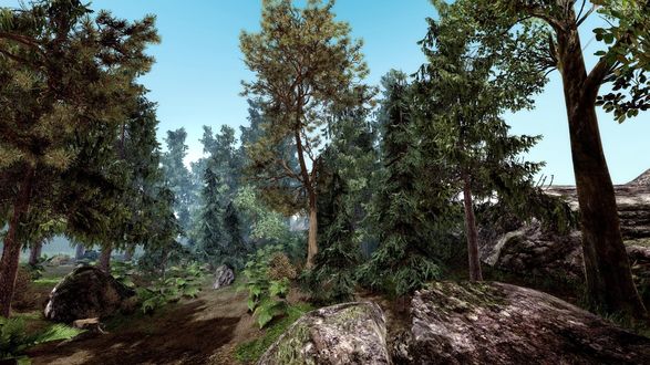 Обои на рабочий стол Густой лес, компьютерная игра Gothic 2 / Готика 2