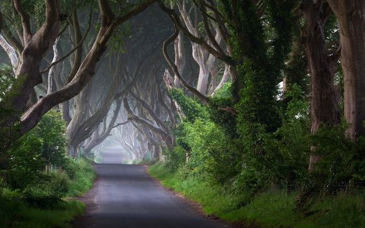 Обои на рабочий стол Дорога через мрачный лес, Ирландия / Ireland